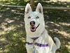 adoptable Dog in  named LAYLA