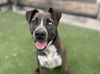 adoptable Dog in  named SAMPSON