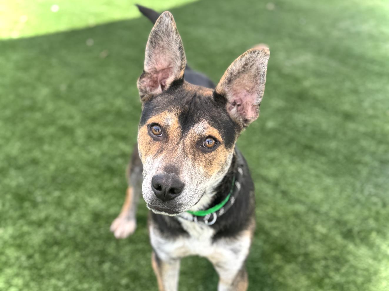 adoptable Dog in San Pedro, CA named HARVEY