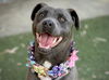 adoptable Dog in  named NINA