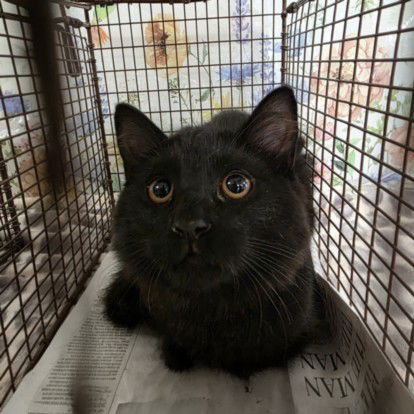 adoptable Cat in San Pedro, CA named CHEVY