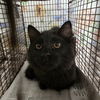 adoptable Cat in  named CHEVY