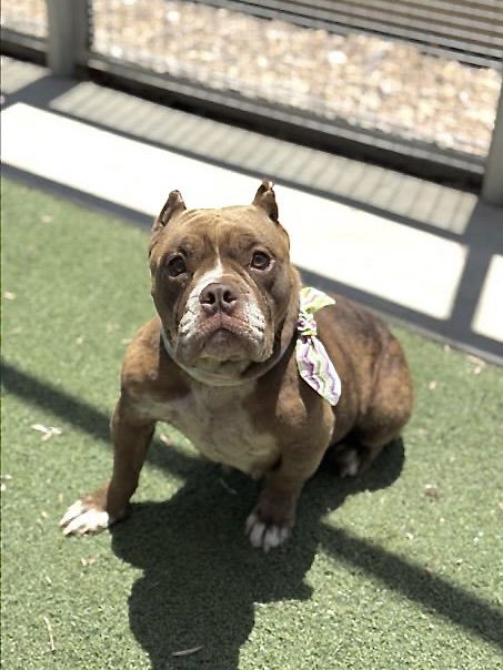 adoptable Dog in San Pedro, CA named ELSA