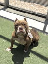 adoptable Dog in  named ELSA