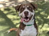 adoptable Dog in  named HENRY