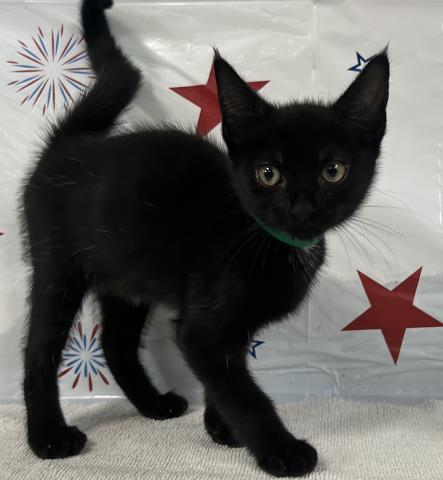 adoptable Cat in San Pedro, CA named A2199069