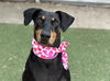 adoptable Dog in  named LUCY