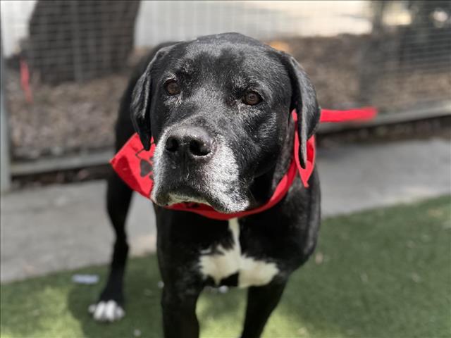 adoptable Dog in San Pedro, CA named SCOOTER