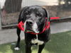 adoptable Dog in  named SCOOTER