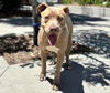 adoptable Dog in  named YOGI