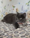 adoptable Cat in  named MIA