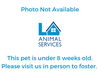 adoptable Cat in san pedro, CA named A2198562