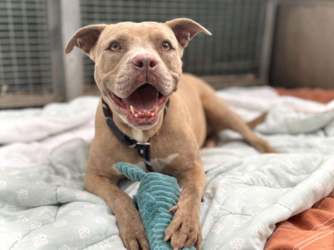 adoptable Dog in San Pedro, CA named SUSIE