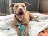 adoptable Dog in  named SUSIE