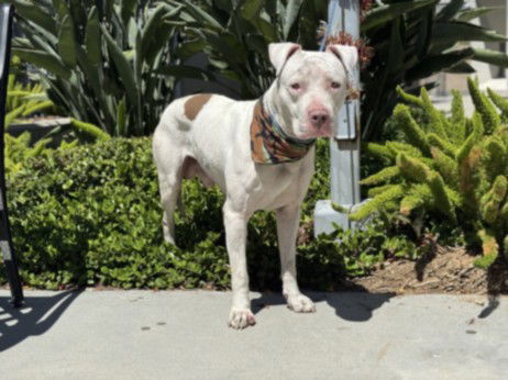 adoptable Dog in San Pedro, CA named BRUTUS