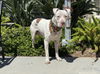 adoptable Dog in  named BRUTUS
