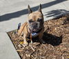 adoptable Dog in  named A2208707
