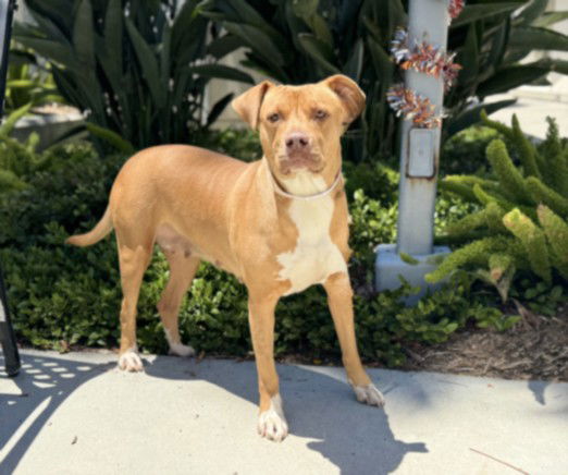 adoptable Dog in San Pedro, CA named CHIQUI
