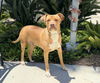 adoptable Dog in  named CHIQUI