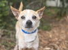 adoptable Dog in  named FINN