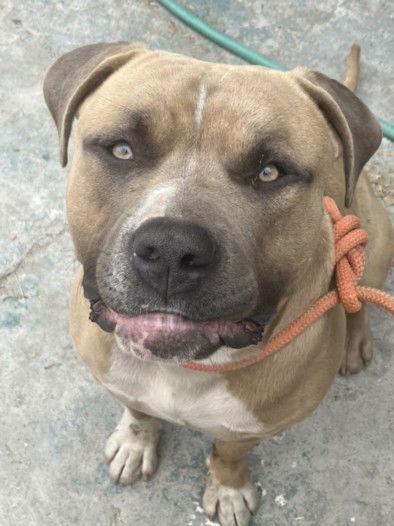 adoptable Dog in San Pedro, CA named CHEDDAR