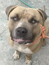 adoptable Dog in  named CHEDDAR