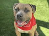 adoptable Dog in  named CHEDDAR