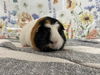 adoptable Guinea Pig in  named GUINEAH