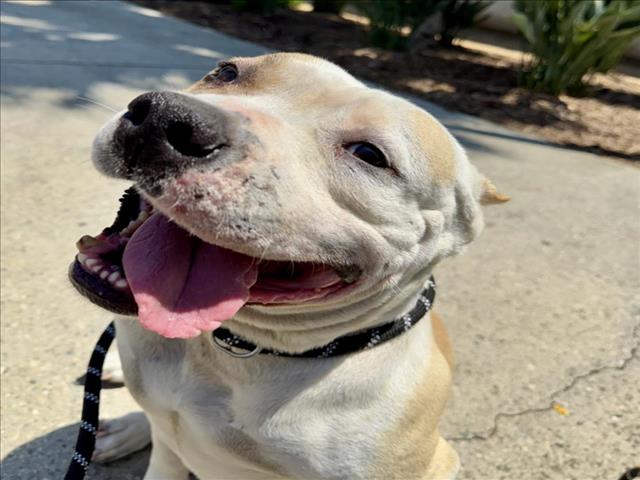 adoptable Dog in San Pedro, CA named SHEBA