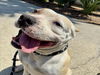 adoptable Dog in  named SHEBA