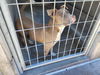 adoptable Dog in  named DOOBY