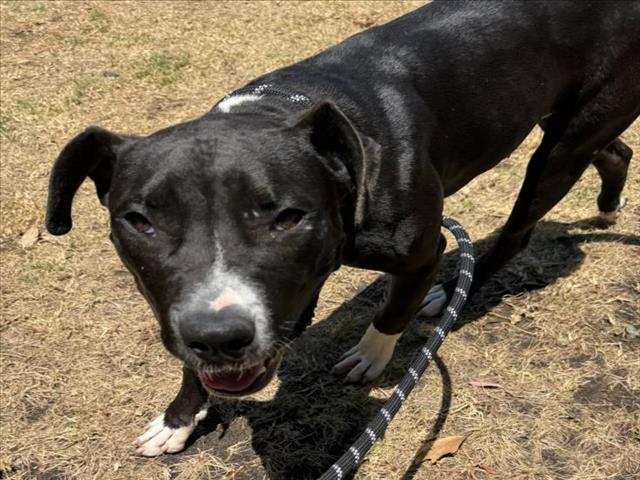 adoptable Dog in San Pedro, CA named STUMPY