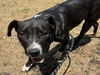 adoptable Dog in  named STUMPY