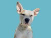 adoptable Dog in  named PERTY