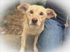 adoptable Dog in  named BLANCO