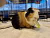 adoptable Guinea Pig in  named GEORGE