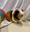 adoptable Guinea Pig in  named PEDRO