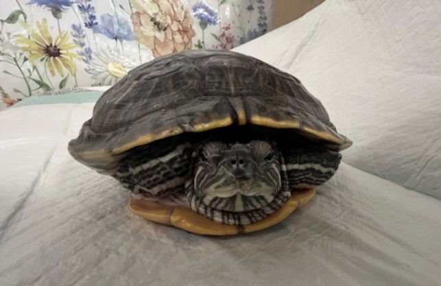 adoptable Turtle in San Pedro, CA named NILE