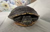 adoptable Turtle in  named NILE