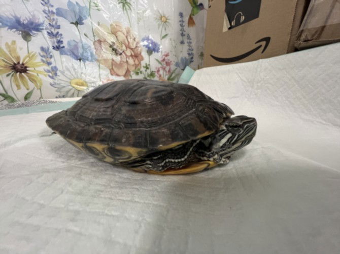 adoptable Turtle in San Pedro, CA named RIVER