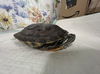 adoptable Turtle in  named RIVER
