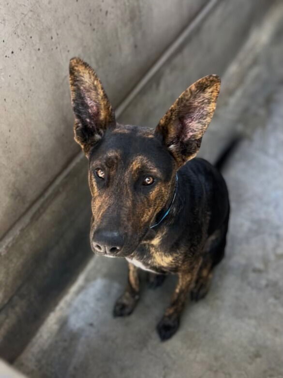 adoptable Dog in San Pedro, CA named RALPH