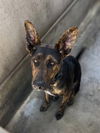 adoptable Dog in  named RALPH