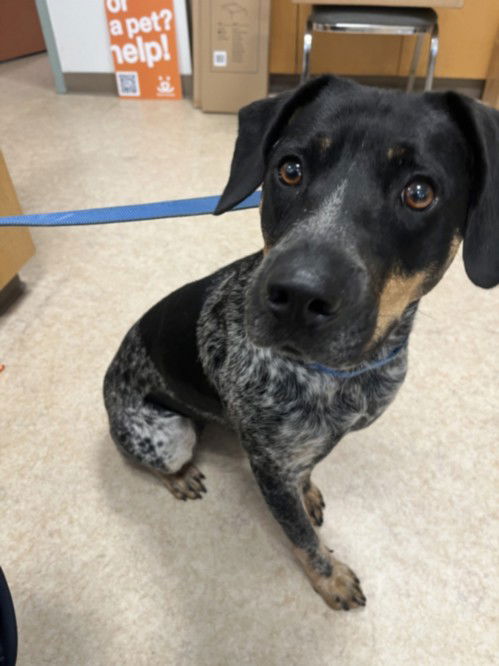 adoptable Dog in San Pedro, CA named SWIRL