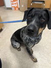 adoptable Dog in  named SWIRL