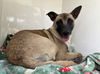 adoptable Dog in  named LOVELY