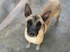 adoptable Dog in  named LOVELY