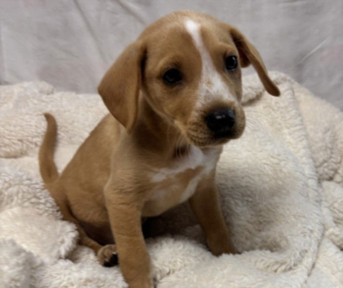 adoptable Dog in San Pedro, CA named KEV