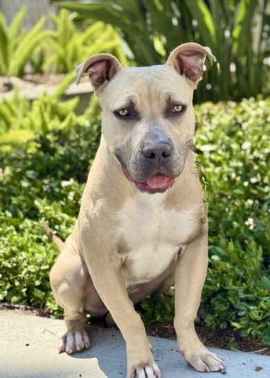 adoptable Dog in San Pedro, CA named BILLY