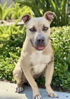 adoptable Dog in  named BILLY